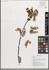 Foto von Salix L.